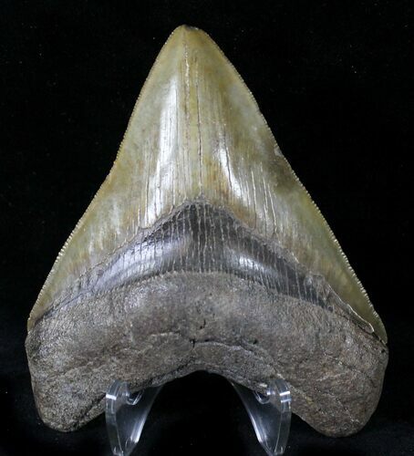 Serrated Megalodon Tooth - Savannah, Georgia #21723